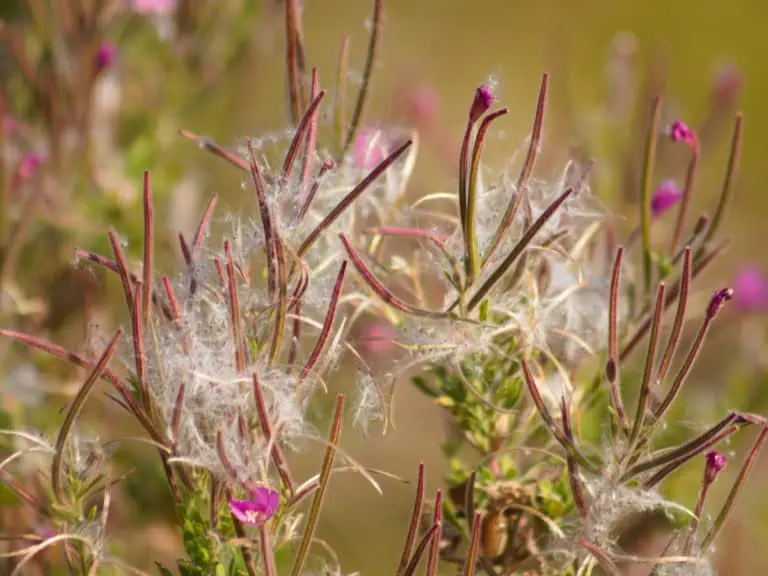 лечебни билки за здрава простата