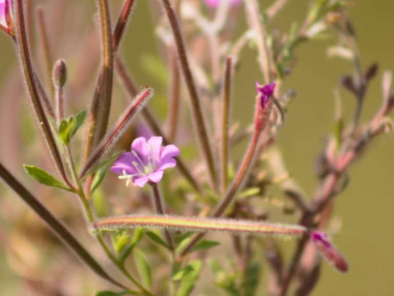 Лечебни билки за простатата